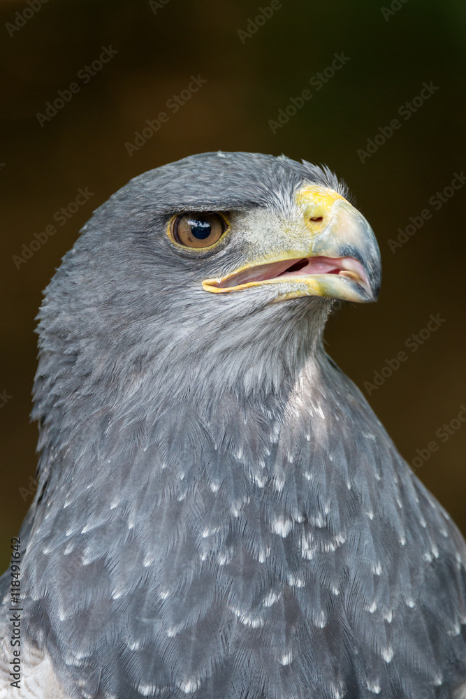 Fototapeta premium Black-chested buzzard-eagle - Geranoaetus melanoleucus
