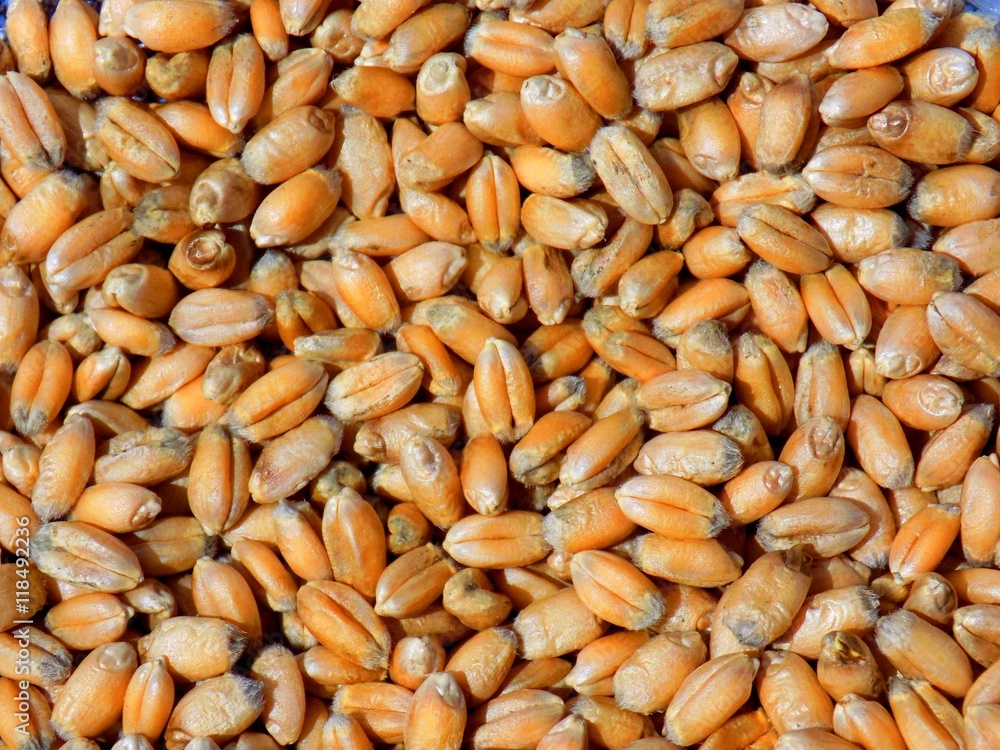 Wheat grain texture Wheat grain texture