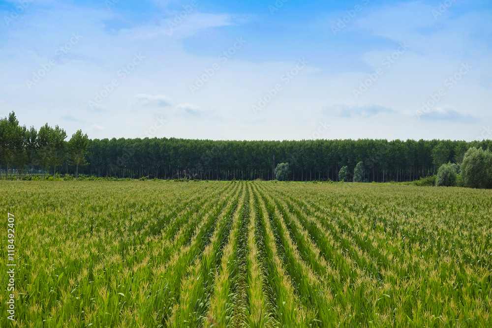 Landscape with the image of corn field Landscape with the image of corn field