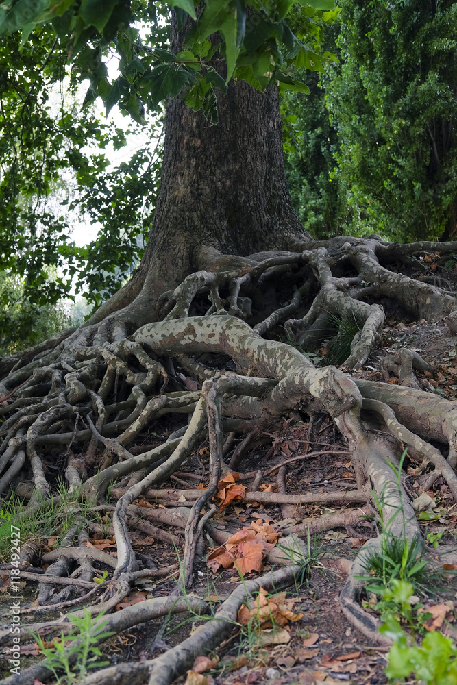 The image of roots of an old tree on the river bank