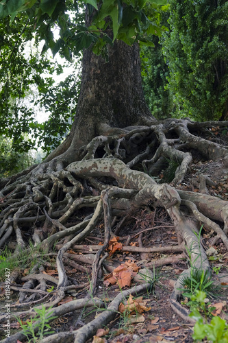 The image of roots of an old tree on the river bank