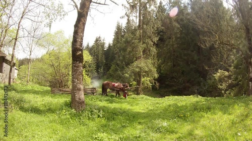 Wallpaper Mural Pair Harnessed Horses Grazing in a Glade Near the Forest Edge Torontodigital.ca