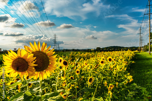 Fototapeta Naklejka Na Ścianę i Meble -  Field of sunflowers