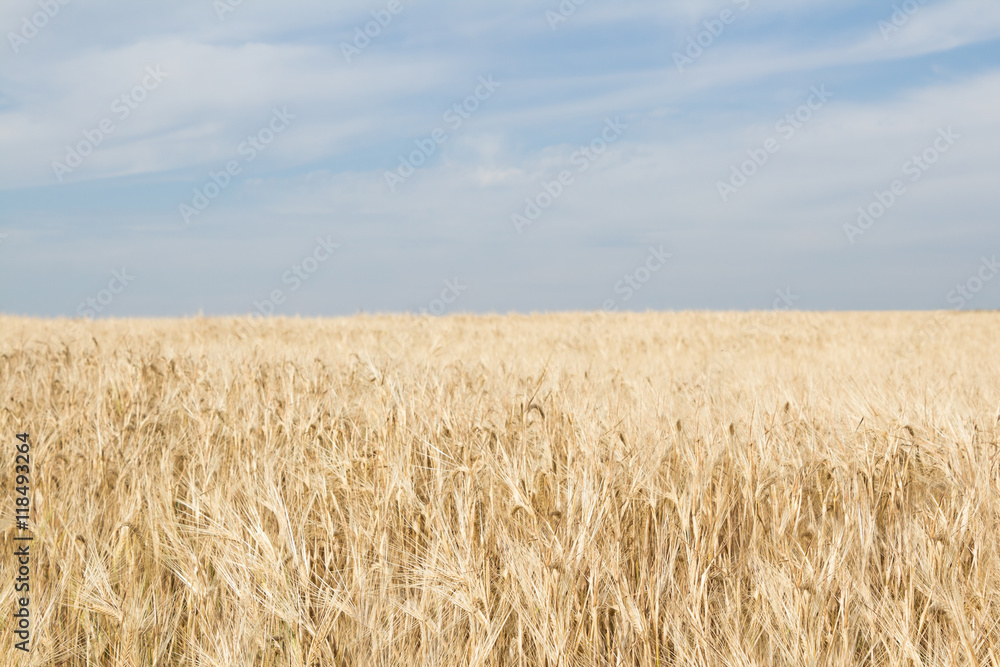 Field of ripe yellow wheat on a blue sky