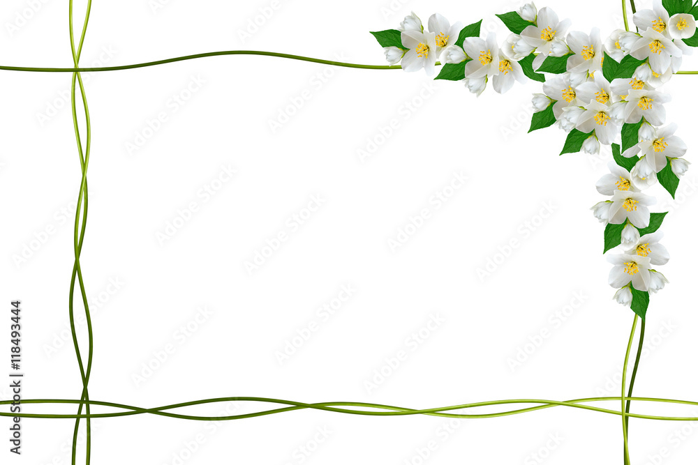 branch of jasmine flowers isolated on white background. spring branch of jasmine flowers isolated on white background. spring
