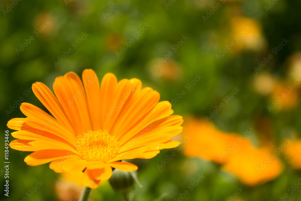Bright marigold flower on a green background Bright marigold flower on a green background