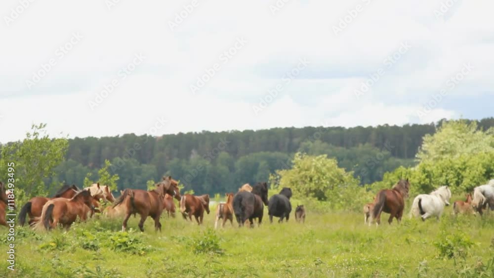 The horses gallop across the field. Herd of horses. A herd of horses galloping across the field. The horses gallop across the field. Herd of horses. A herd of horses galloping across the field.