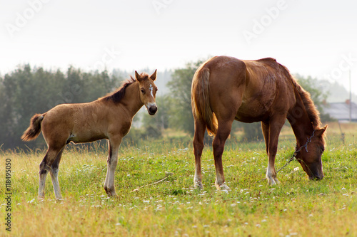 Rustic horse with foal