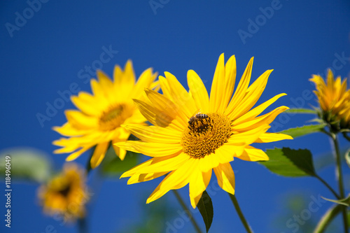 Bee on a Sunflower