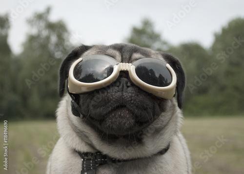 Brille für mops Clearance