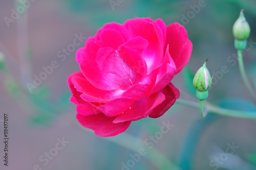 Fototapeta Naklejka Na Ścianę i Meble -  Single red rose