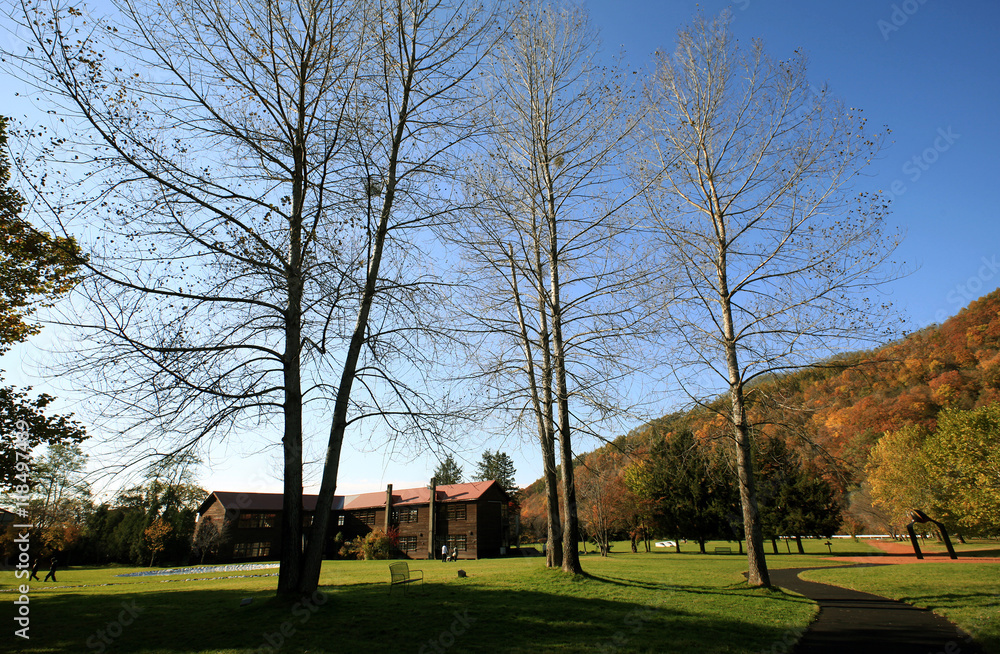 落葉高木と木造校舎
