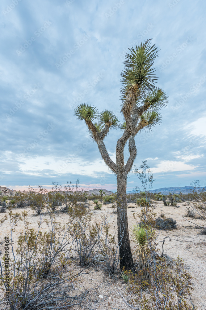 Joshua Tree Yucca in sand in national park in California against blue sky