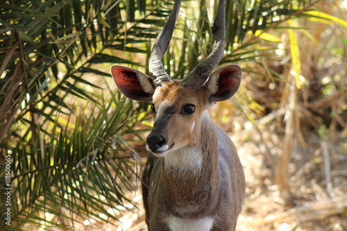 A curious bushbuck in Kruger National Park in South Africa photo