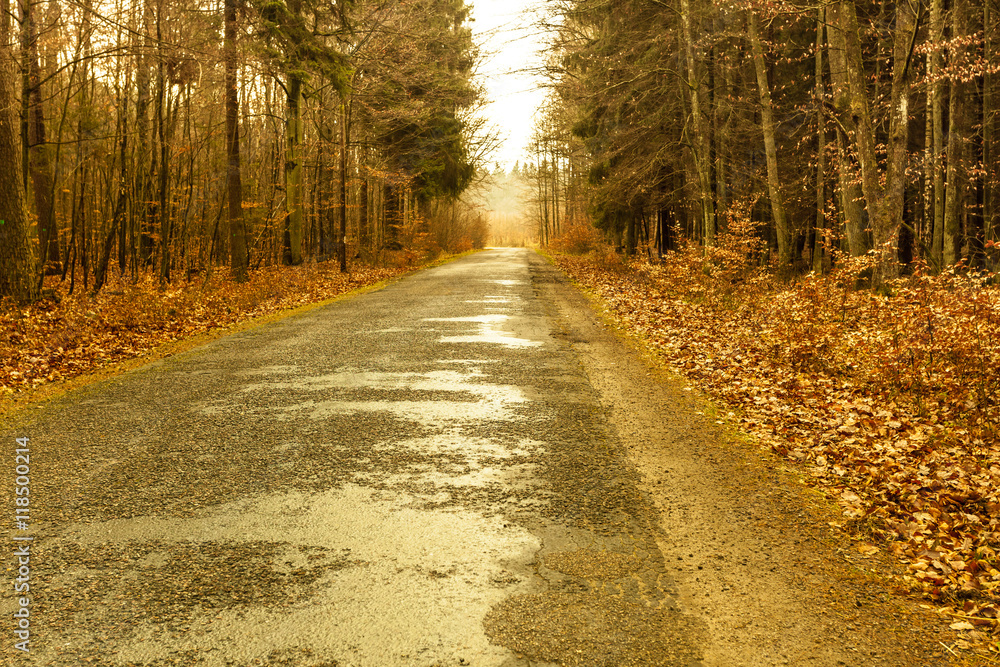 Fototapeta premium country road in the forest on misty day