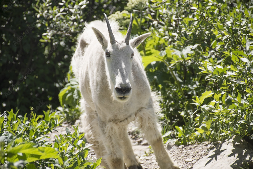 Obraz premium Mountain Goat on Trail