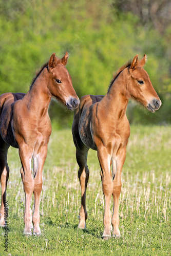 Two Quarter-Horse Foals standing together at pasture