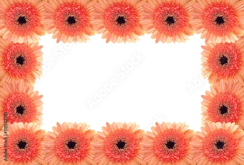 orange gerbera frame on whi...