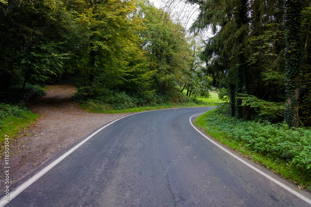 road in forest