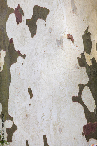 Wooden texture. Platan tree