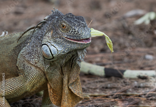 Large Green Iguana chewing on a piece of lettuce