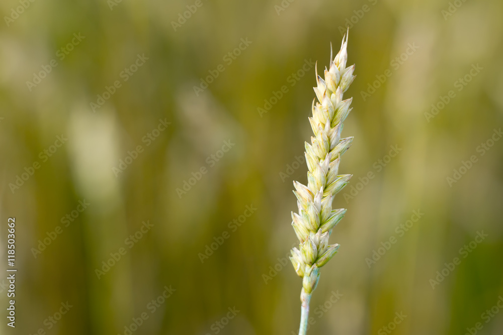 single fresh Wheat stalk in a field