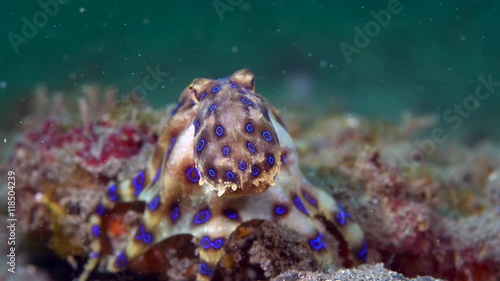 Blue-ringed octopus (Hapalochlaena sp.) hunting photo