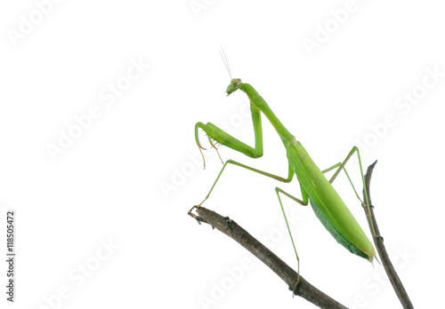 Mantis on white background