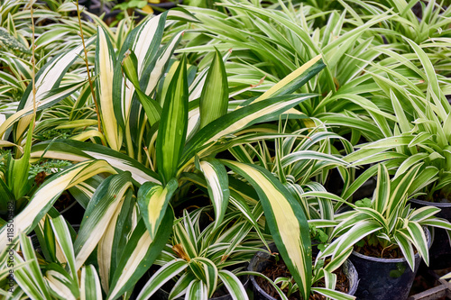  spider plant leaves