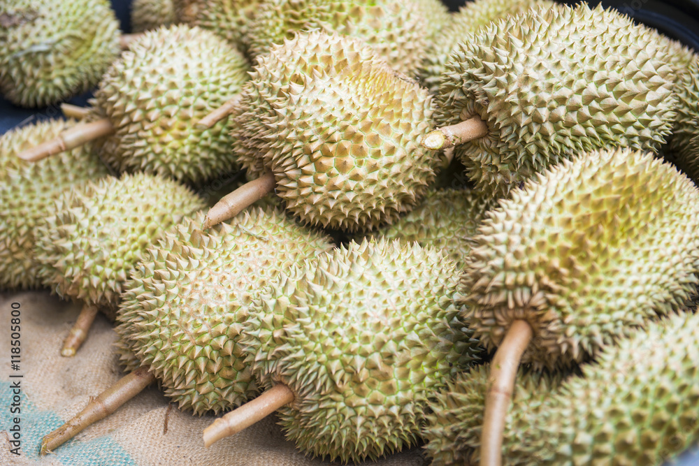 Fresh durian from the garden for sale Fresh durian from the garden for sale