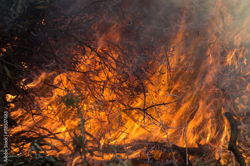 Olive branches and fire