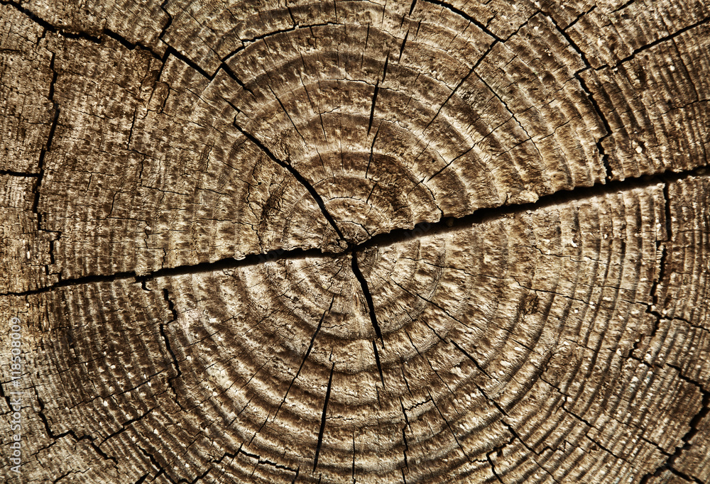Fototapeta premium Jahresringe