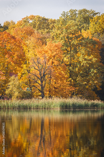 Trees with orange leaves and pond in autumn park