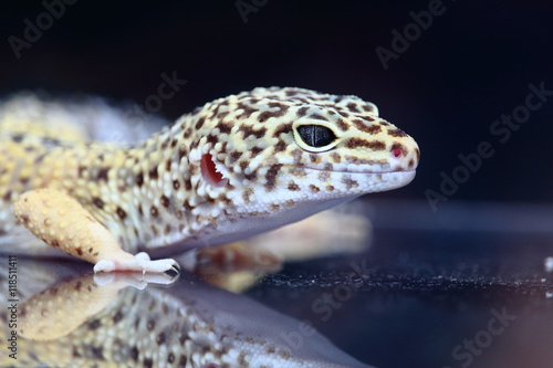 Leopard Gecko Crawling On Glass Floor