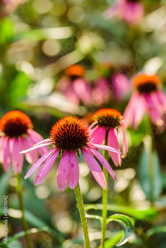 ichinacea flowers