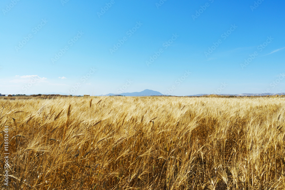 Wheat field with blue sky and a mountain on the background