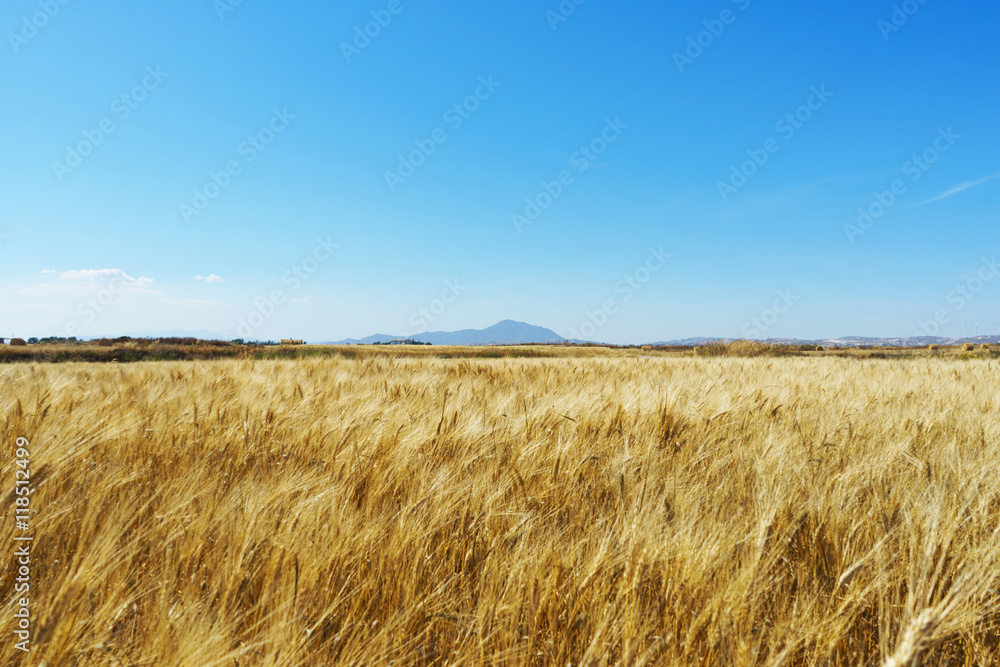 Wheat field with blue sky and a mountain on the background
