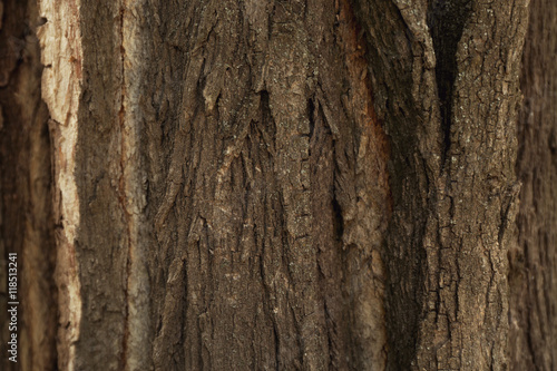 Bark tree background