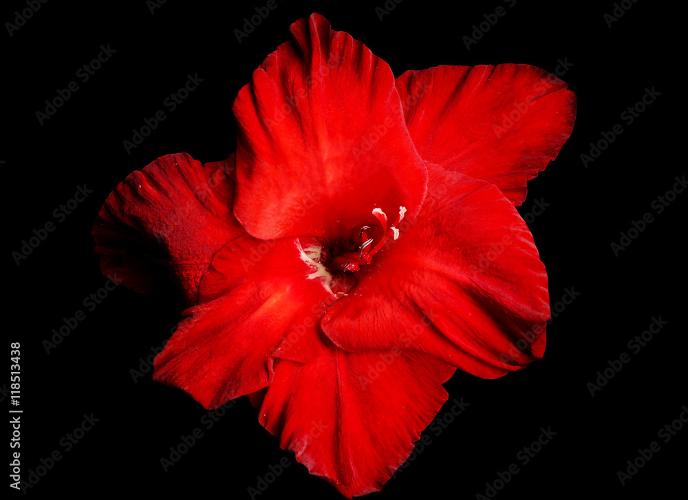 Fototapeta premium Beautiful red gladiolus flower on black background