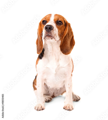 Beagle dog isolated on white