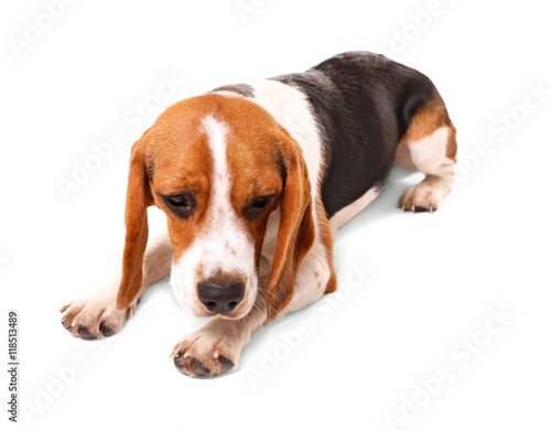 Beagle dog isolated on white