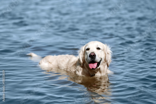 Cute dog in water