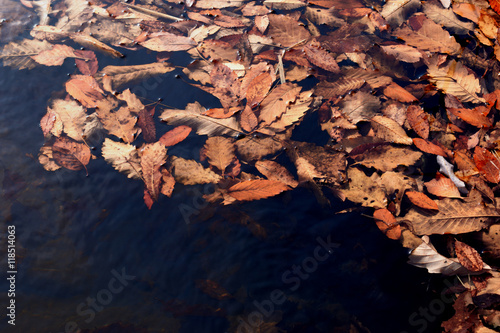 池に浮く落ち葉