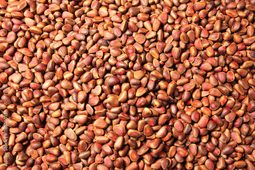 bunch of fresh Siberian pine, cedar nuts and cones - background bunch of fresh Siberian pine, cedar nuts and cones - background