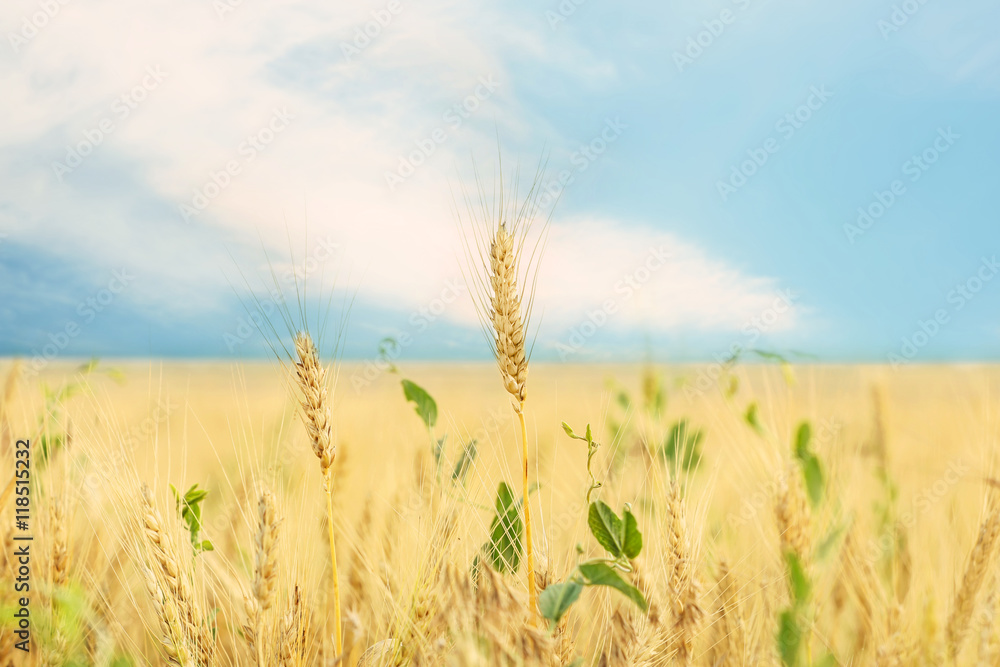 Fototapeta premium Wheat field in summer day