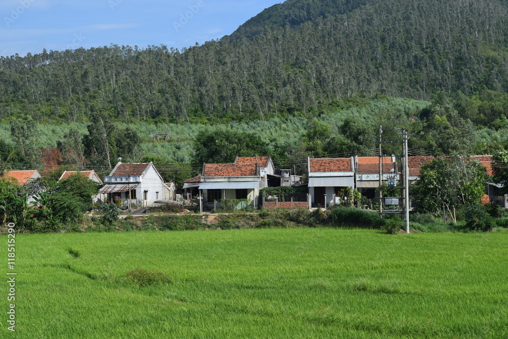 paddy field in rural village in Vietnam countryside - obrazy, fototapety, plakaty 