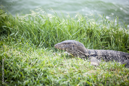 water monitor on green grass