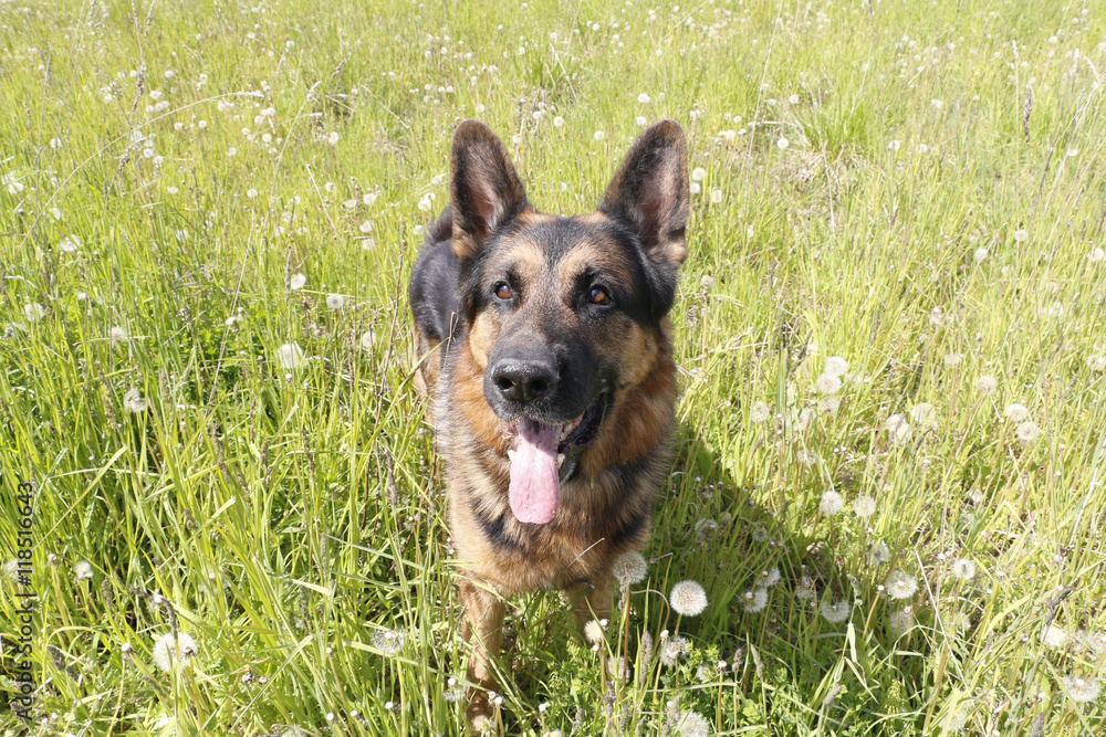 Dog german shepherd on the field in summer day