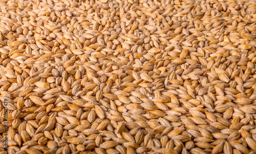 Wheat background view from the top close up

