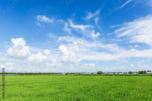 Rural green paddy fields under a blue sky and white clouds